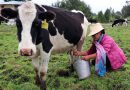 China reconoce al Perú como país libre de Fiebre Aftosa