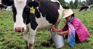 China reconoce al Perú como país libre de Fiebre Aftosa