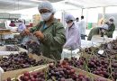 BCR: Exportaciones no tradicionales agrarias crecieron 27.1% en marzo