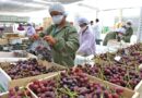 Perú y Chile buscan acceder a nuevos mercados para su oferta de frutas y hortalizas