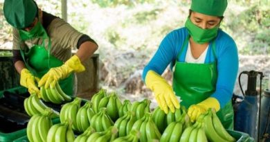 EXPORTACIONES: Argentina será el primer destino del banano peruano en el 2026