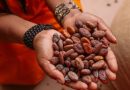 PERÚ: Cacao peruano alcanza récord exportador y se proyecta en feria clave de Europa