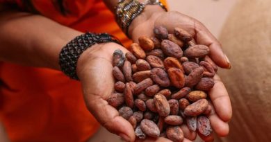 PERÚ: Cacao peruano alcanza récord exportador y se proyecta en feria clave de Europa
