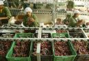 PERÚ: Agroexportaciones crecieron 17.3% y sumaron US$ 15,013 millones en el 2025