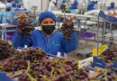 PERÚ: Agroexportaciones alcanzan ventas superiores a los US$ 1,330 millones en enero