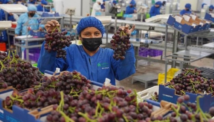 PERÚ: Agroexportaciones alcanzan ventas superiores a los US$ 1,330 millones en enero