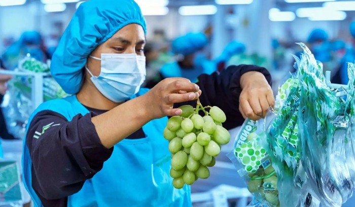 PERÚ: Agroexportaciones superarían los US$ 16,000 millones al cierre del 2026