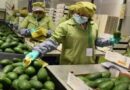 PERÚ: Número de empresas exportadoras creció 4.2% en primer bimestre 2026