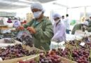 AGROEXPORTACIONES: Suman US$ 3,055 millones y crecen 6,9% en primer trimestre 2026