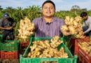 JENGIBRE PERUANO: Exportaciones se dinamizan en los últimos años conquistando 53 mercados