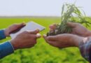 SBS: Propone incluir 4 seguros agrícolas en régimen simplificado de debida diligencia SBS: Propone incluir 4 seguros agrícolas en régimen simplificado de debida diligencia