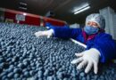 ARÁNDANOS: Perú se consolida como principal exportador mundial superando a Chile y España