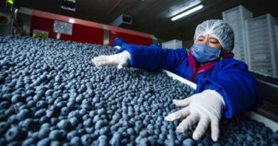 ARÁNDANOS: Perú se consolida como principal exportador mundial superando a Chile y España
