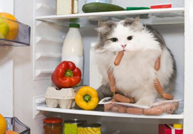 Opinión/ gato por despensero