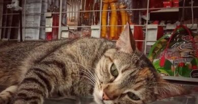 OPINIÓN / Gato por despensero