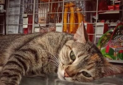 OPINIÓN / Gato por despensero