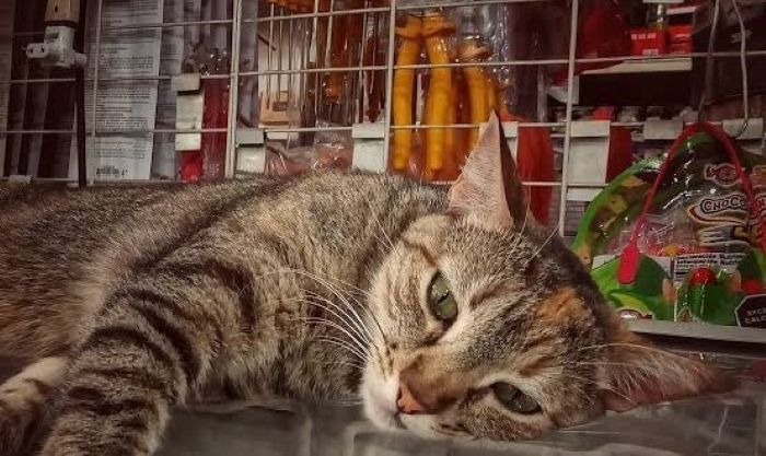 OPINIÓN / Gato por despensero
